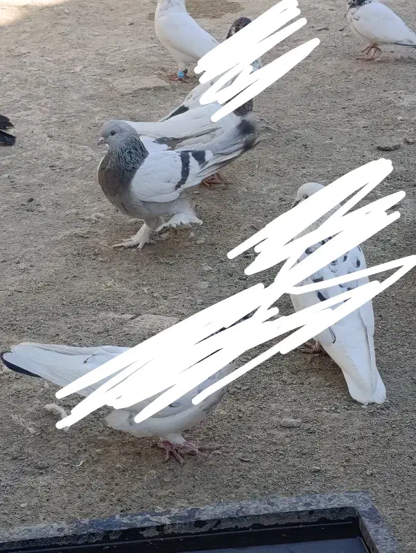 اگهی بخون|پرنده|کهنوج, |دیوار