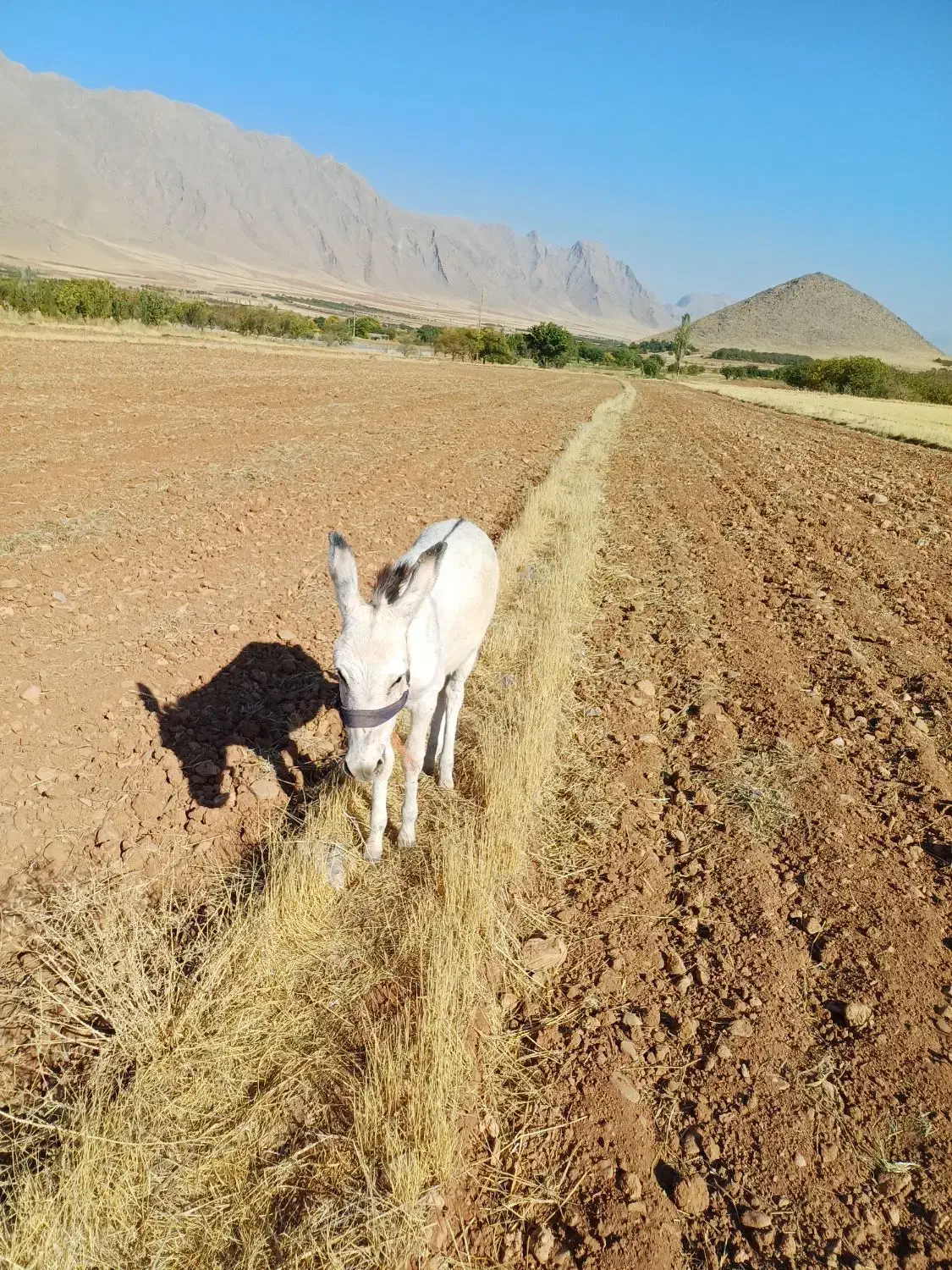 کره نر خر پنج ماهه|حیوانات مزرعه|شازند, |دیوار