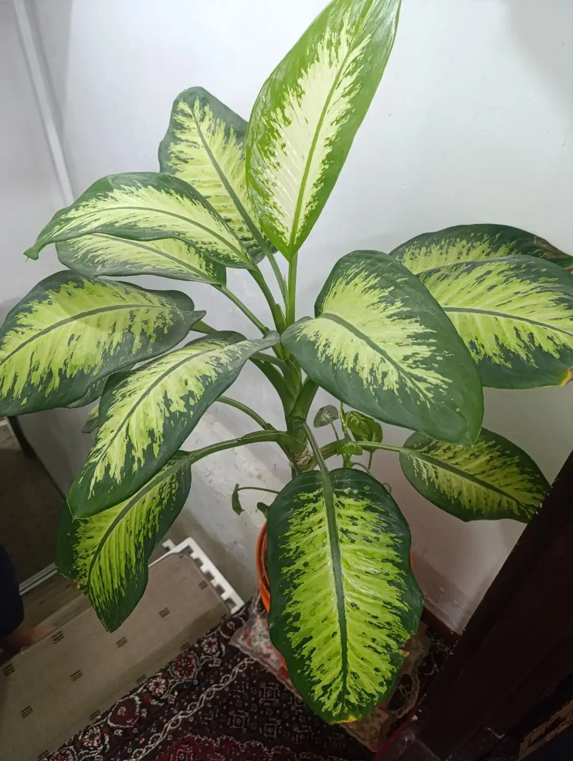 گول طبیعی|گل و گیاه طبیعی|مریوان, |دیوار