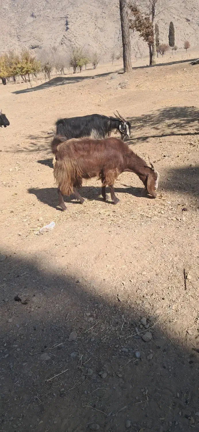 بز کهرد دار|حیوانات مزرعه|مرودشت, نقش رستم|دیوار