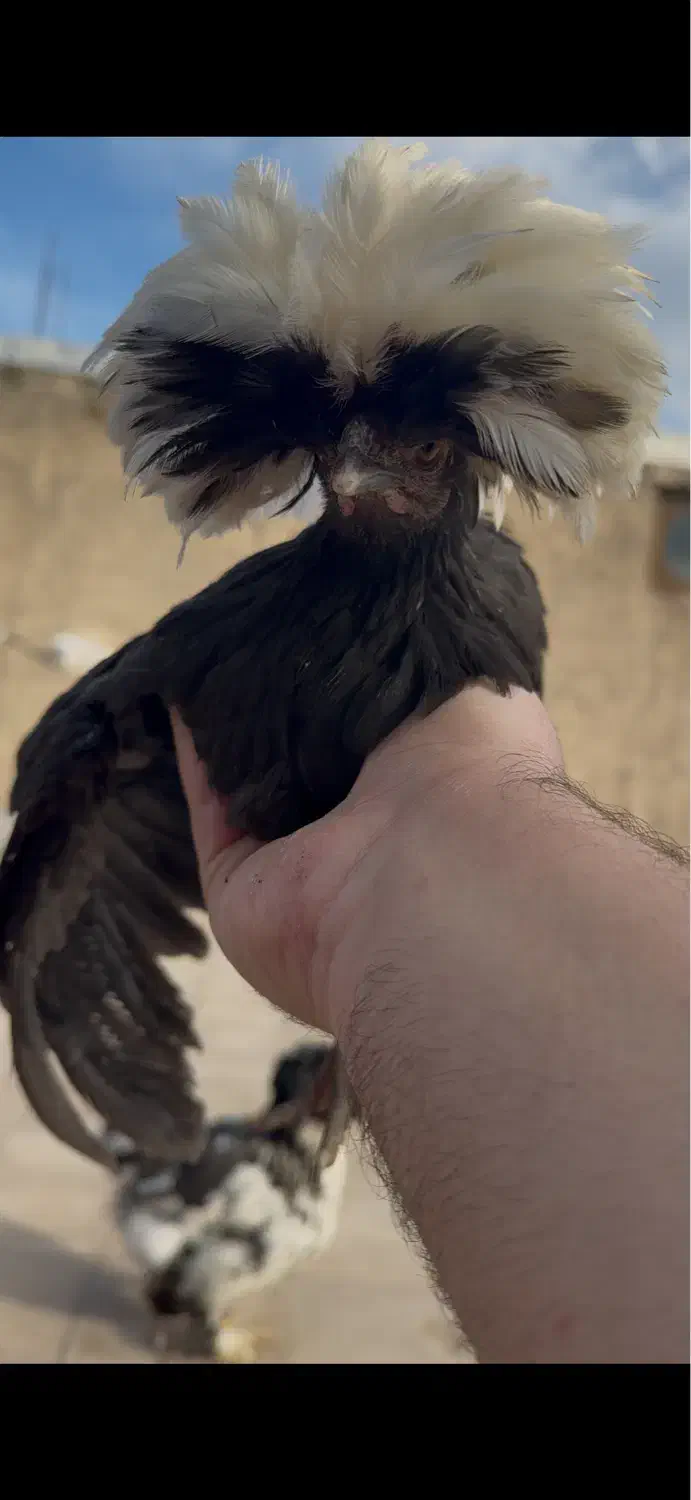 مرغ لهستانی|حیوانات مزرعه|لنجان, |دیوار