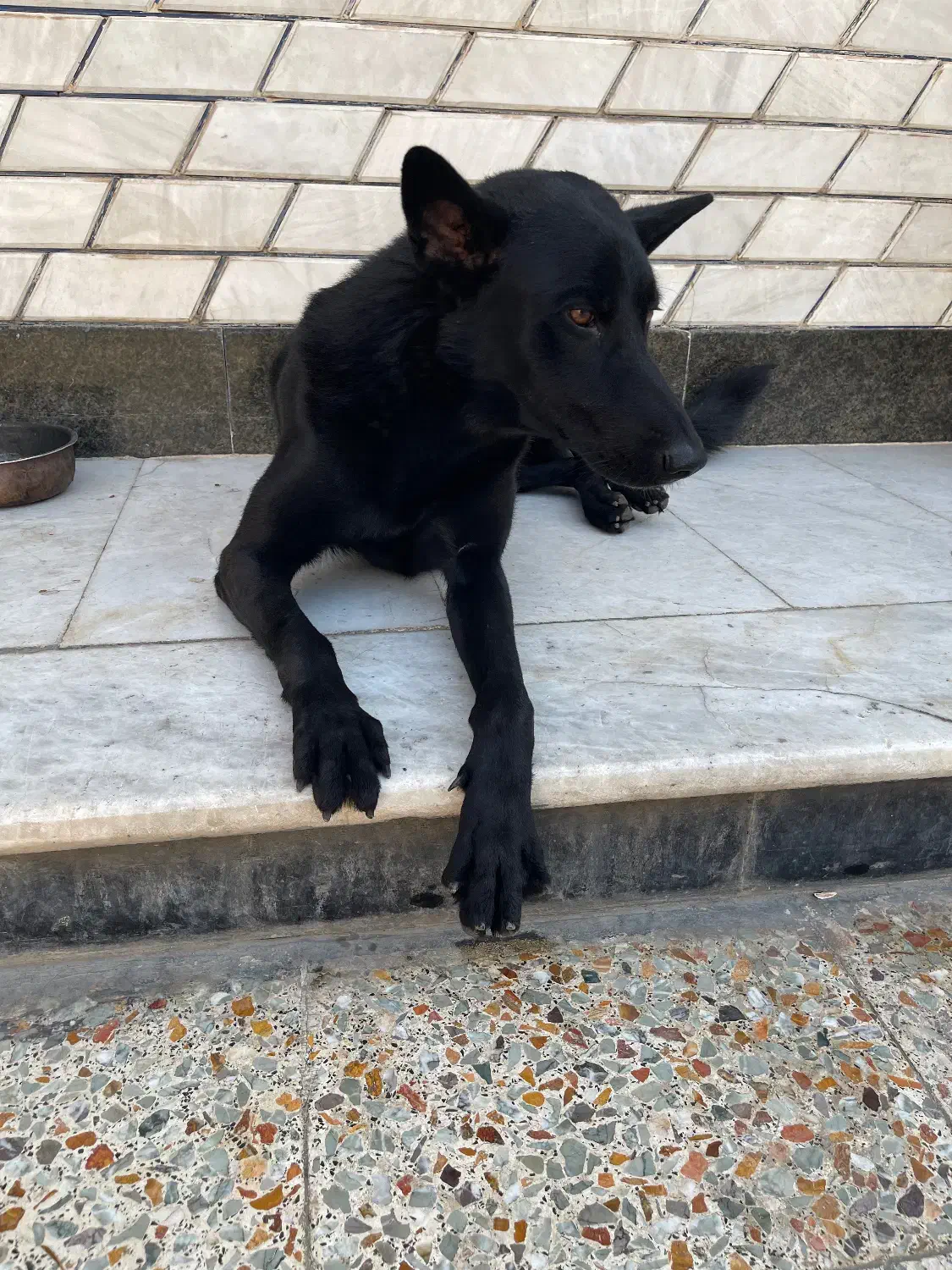 سگ ژرمن بلک مو کوتاه|سگ|اهواز, کوی صنایع|دیوار