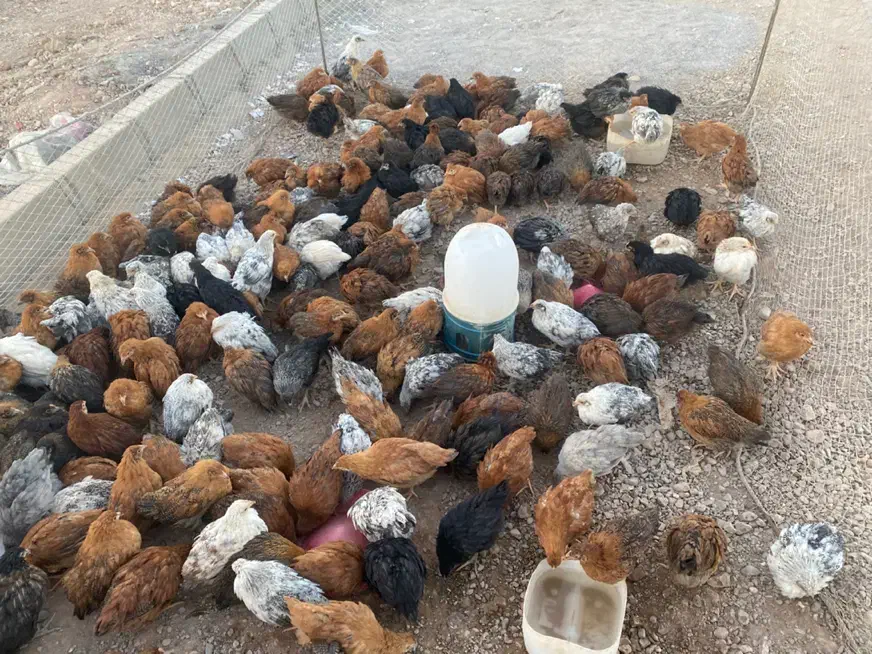 جوجه مرغ محلی کرمانشاهی زیر مرغی|حیوانات مزرعه|سیرجان, |دیوار