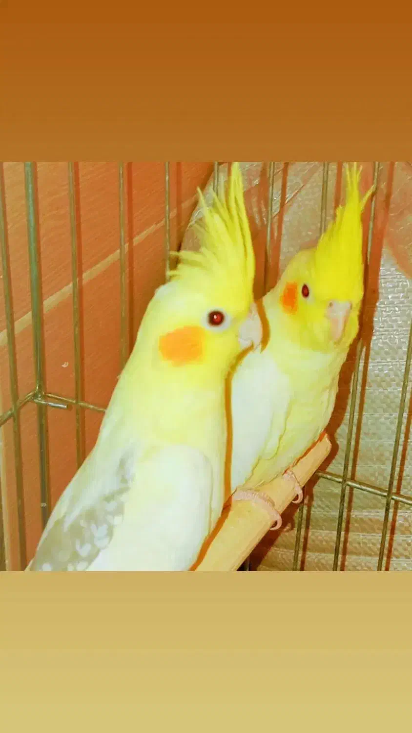 تعدادی عروس هلندی جفتی وتکی|پرنده|شیراز, گویم|دیوار