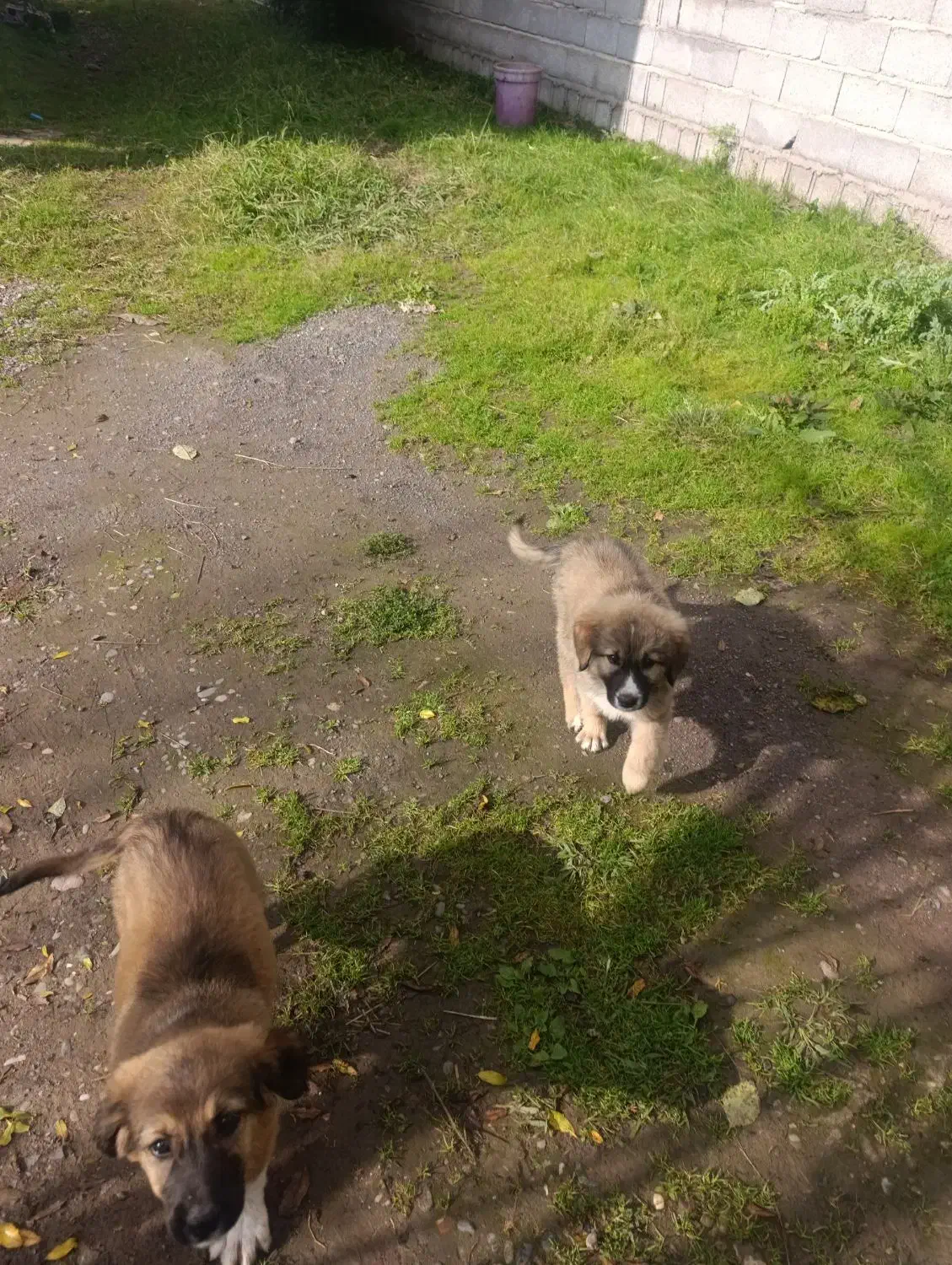 واگذاری توله سرابی اصیل|سگ|رشت, حومه رشت|دیوار