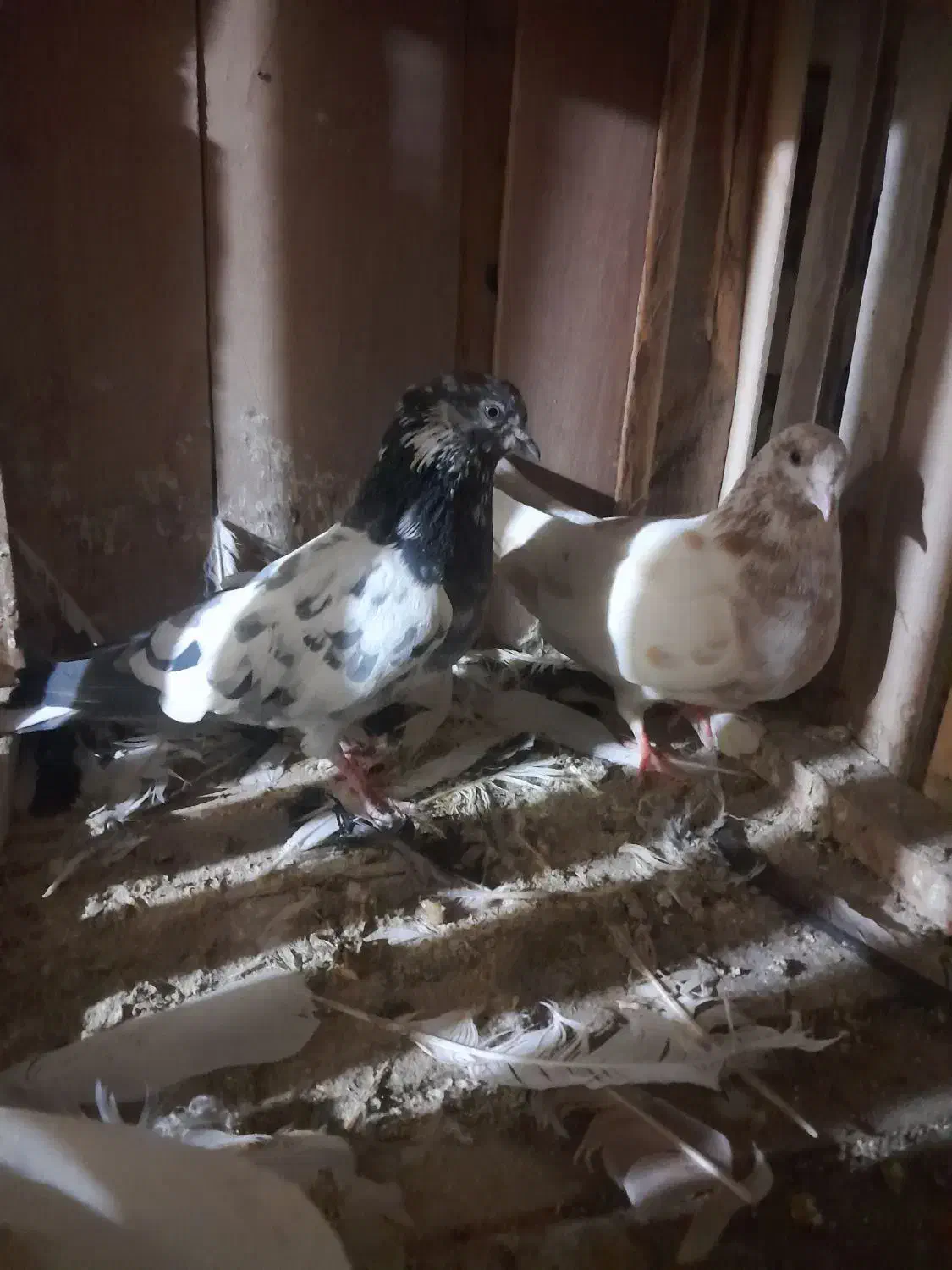 کبوتر|پرنده|کاشان, راوند|دیوار