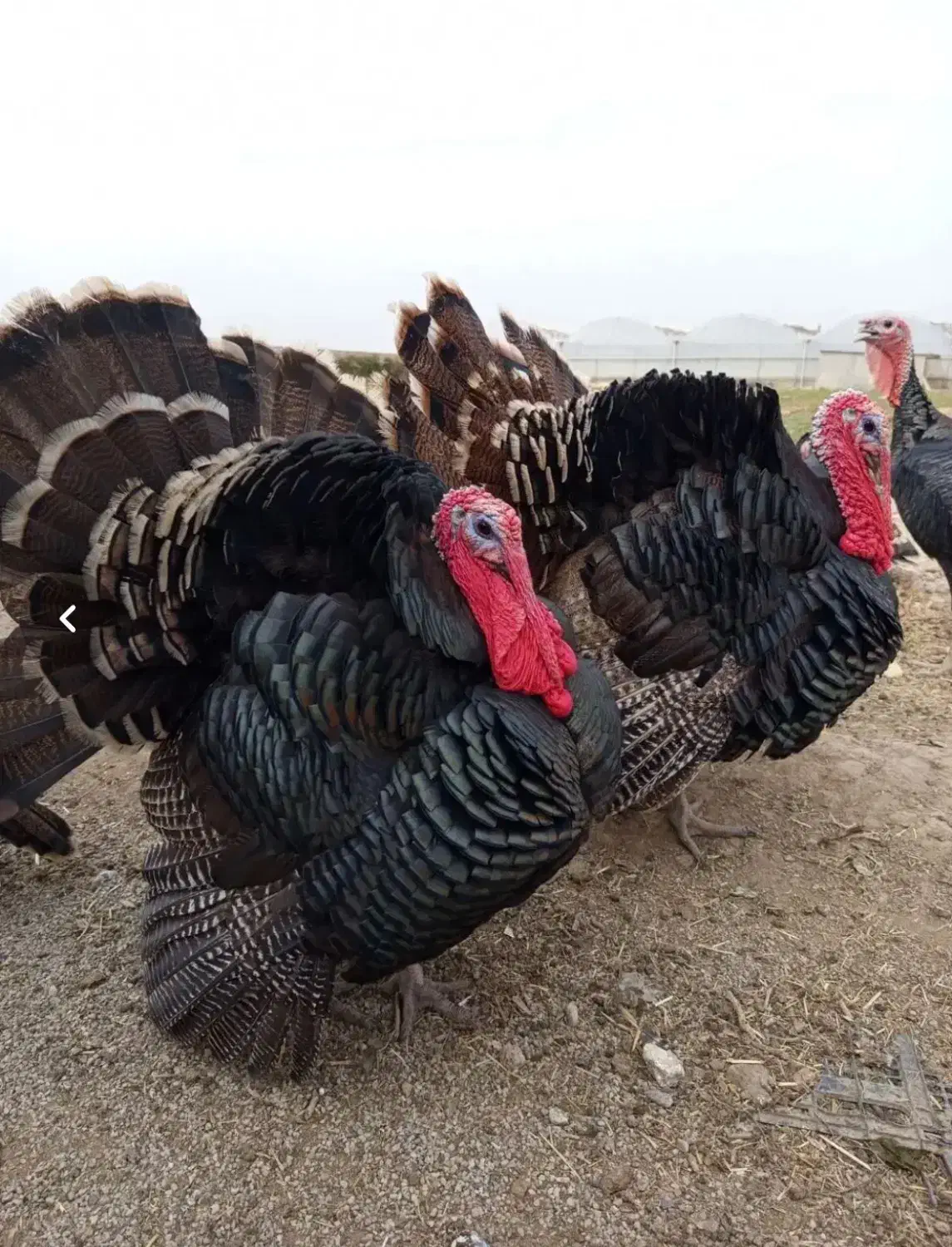 فروش تخم بقلمون نطفه دار|حیوانات مزرعه|تاکستان, |دیوار