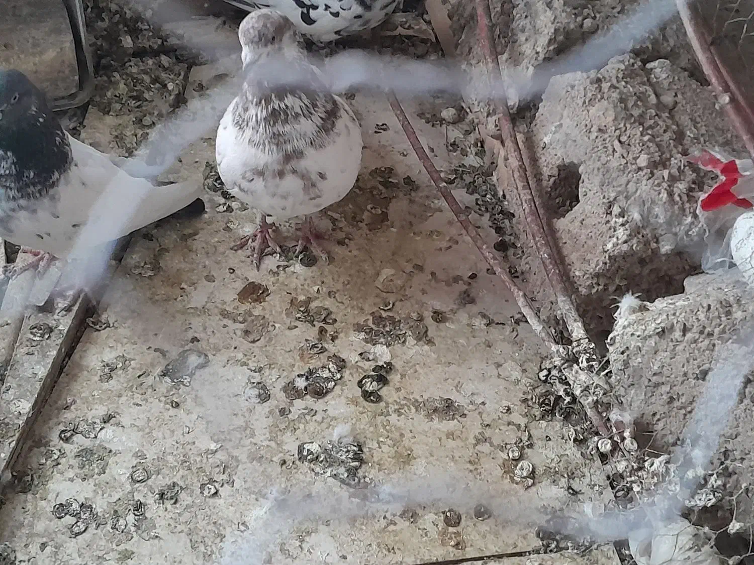 کفتر|پرنده|لنجان, |دیوار