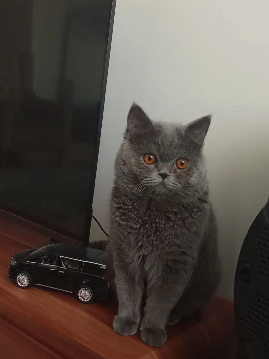 گربه بریتیش نر برای جفتگیری|گربه|اسلام‌شهر, شهرک قائمیه|دیوار