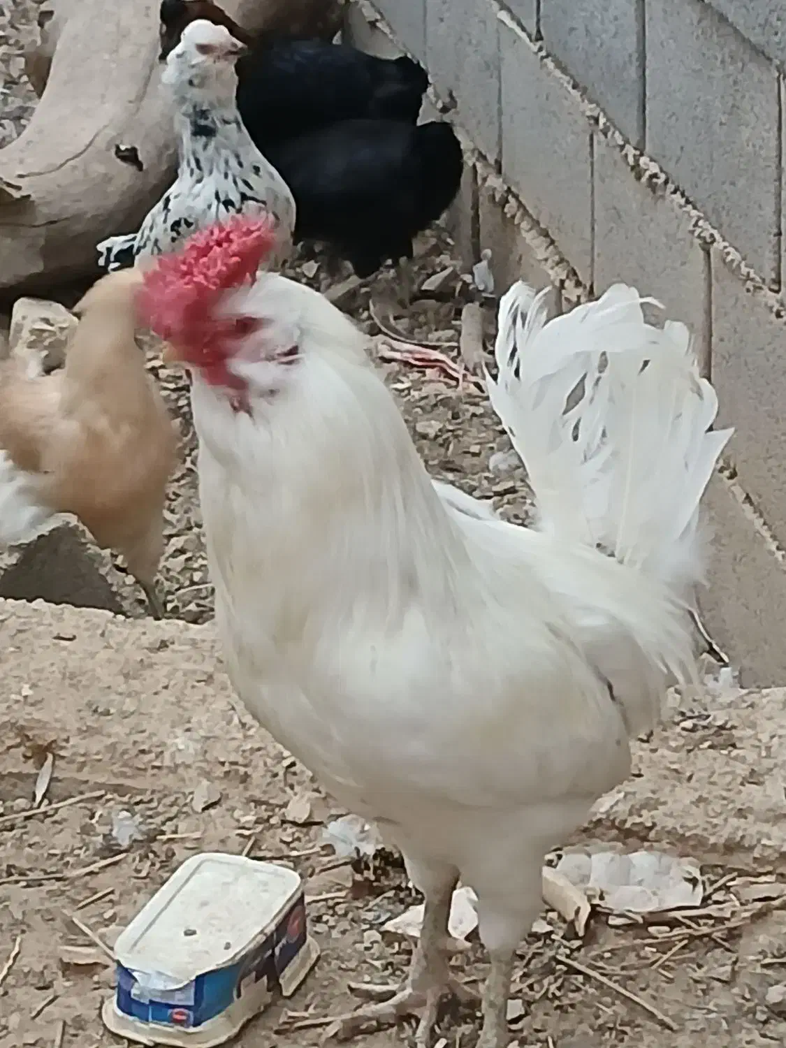 خروس چهل تاج ریشی|حیوانات مزرعه|لردگان, |دیوار