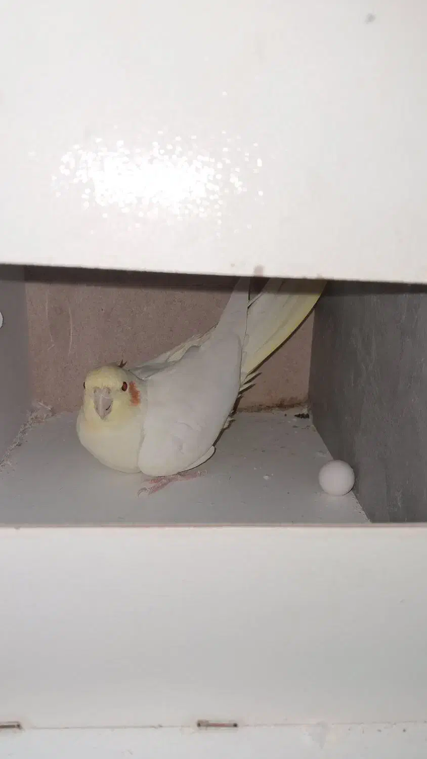 عروس هلندی|پرنده|ساوه, |دیوار