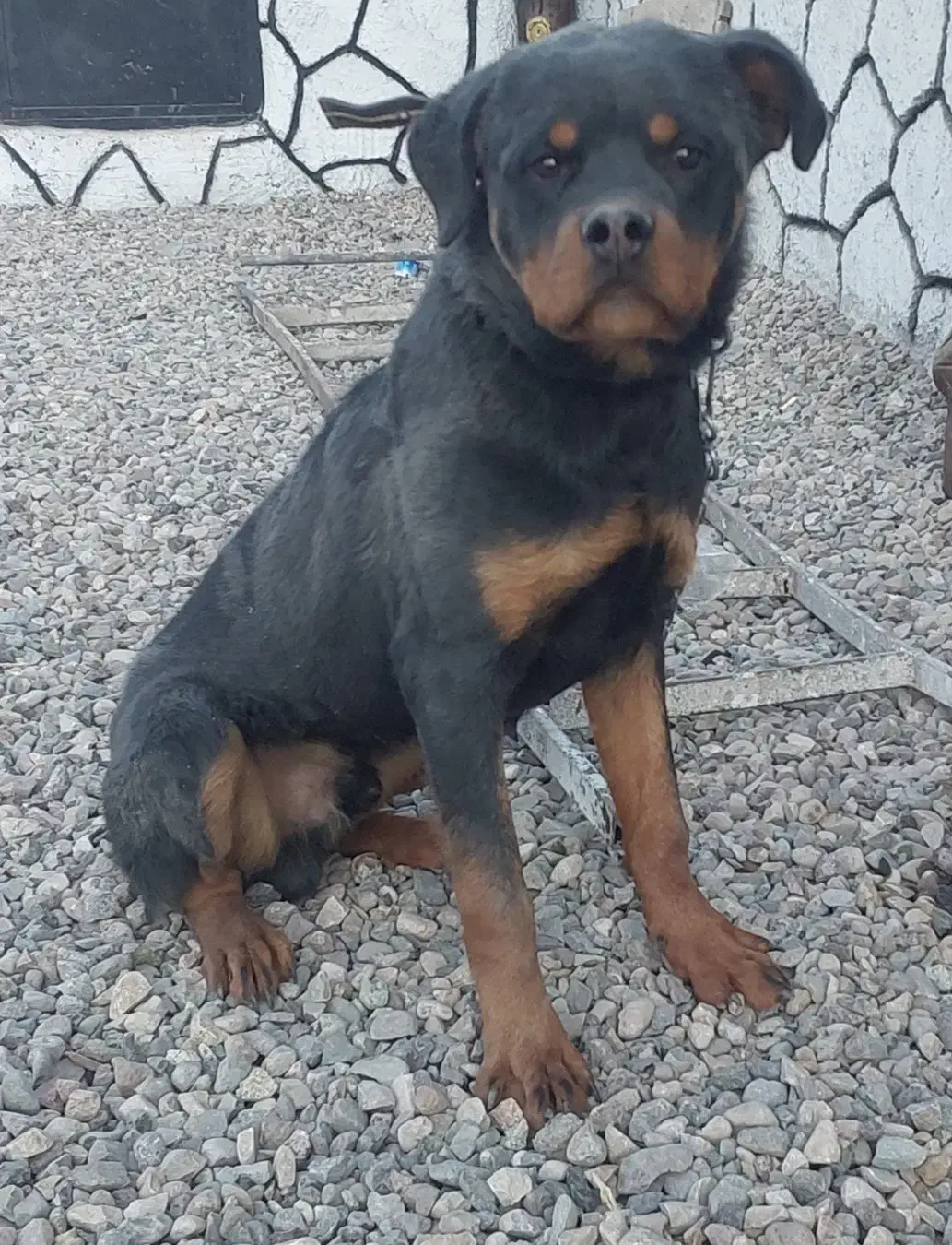 روتوایلر ۷ ماهه|سگ|کرمان, |دیوار