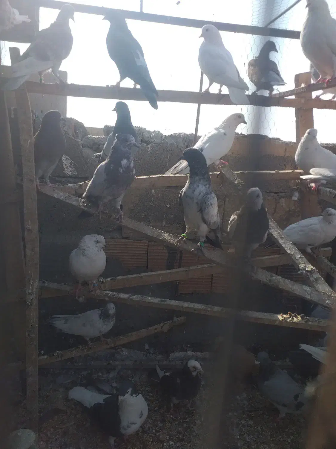 کفتر کبوتر تهرانی|پرنده|خاوران, |دیوار