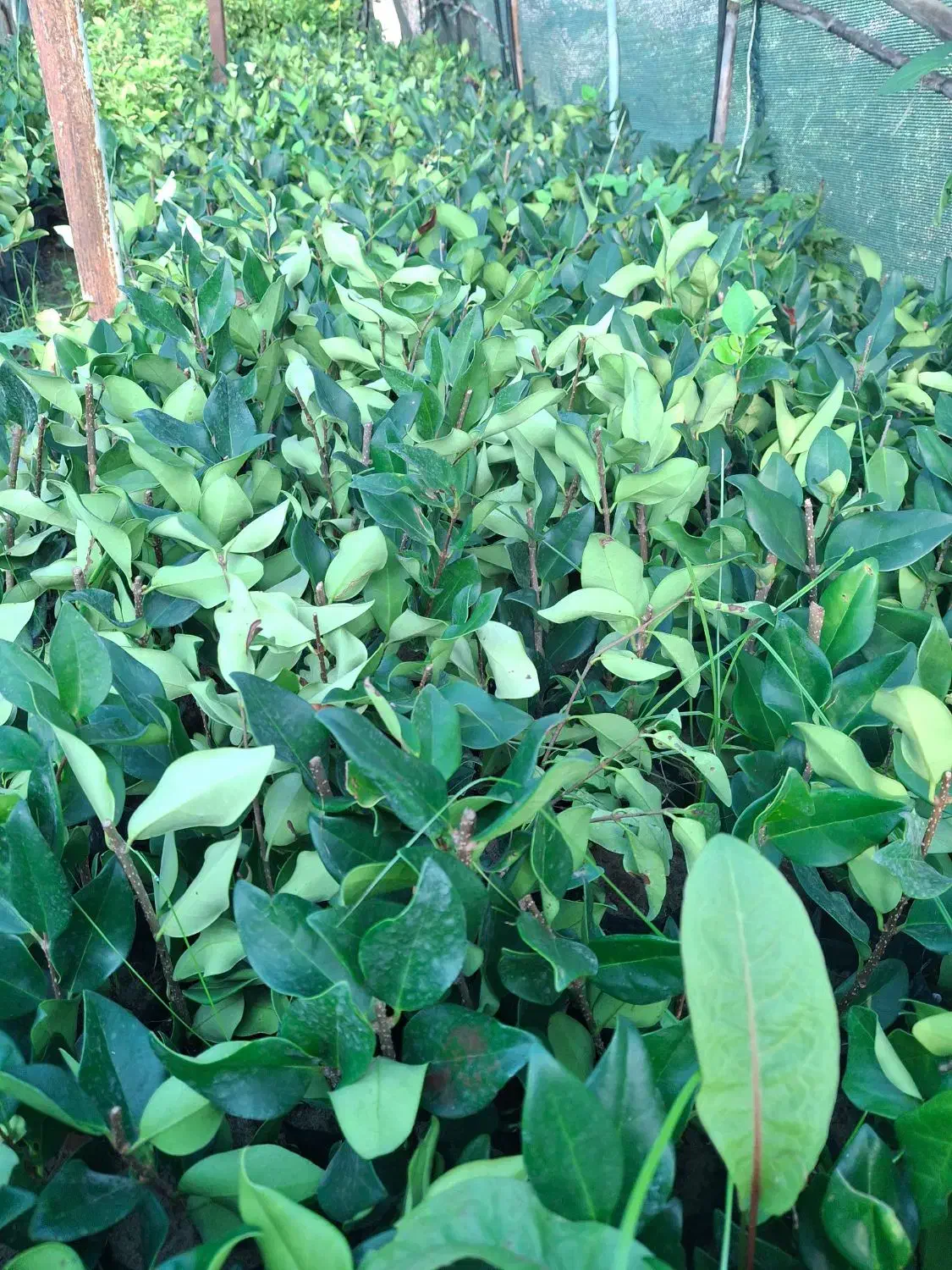 یاس نایلکسی|خدمات باغبانی و درختکاری|کلاچای, |دیوار