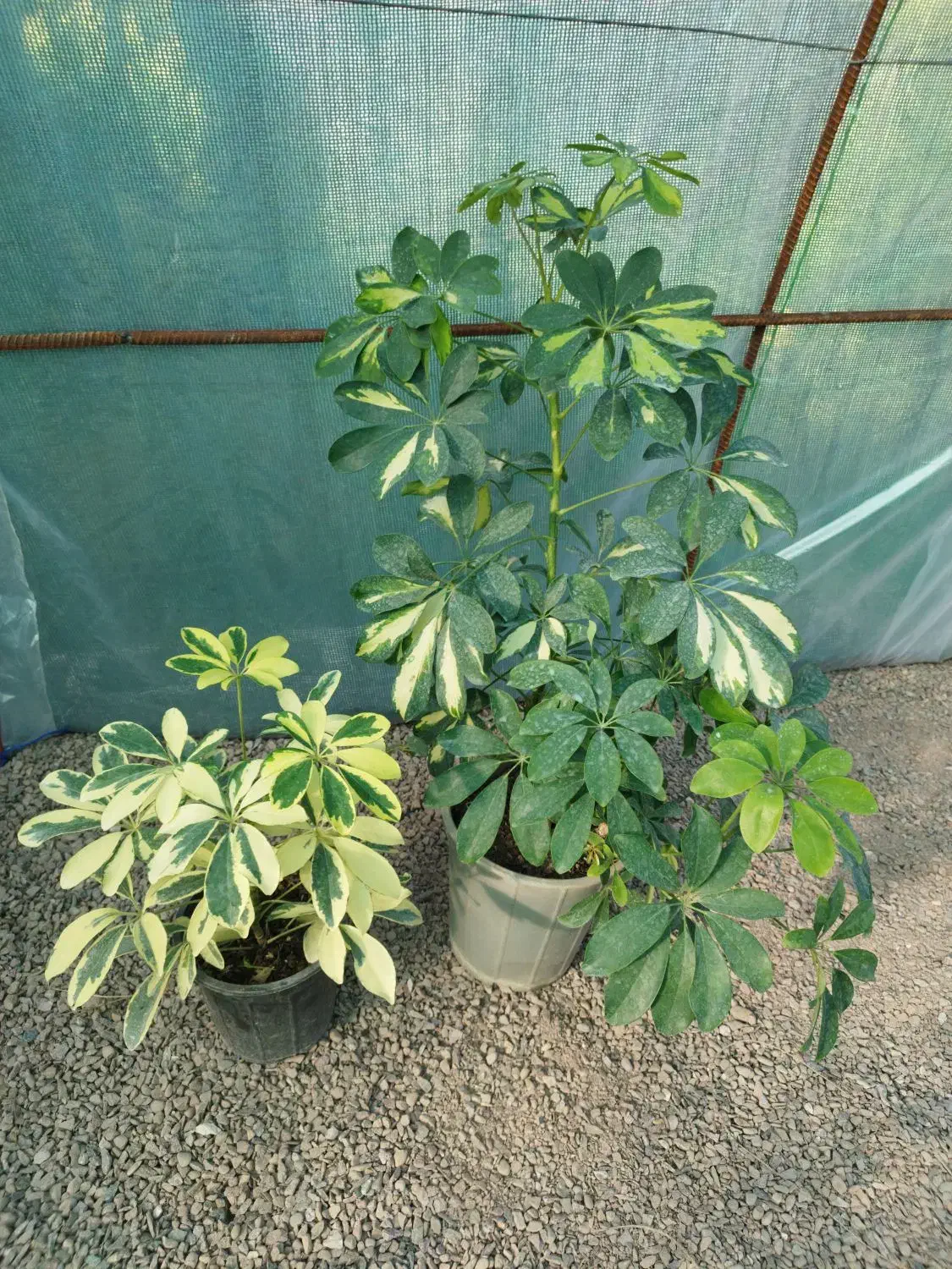 شفلرا طلایی|گل و گیاه طبیعی|طاهرگوراب, |دیوار