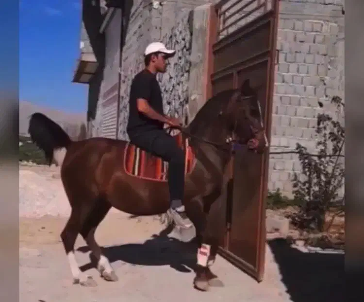 مادیان کرد|اسب و تجهیزات اسب‌سواری|ورامین, ورامین|دیوار