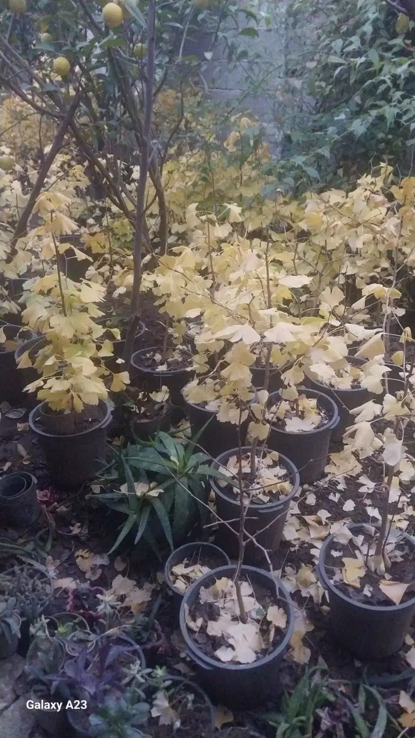 فروش گیاه ژینکو|گل و گیاه طبیعی|رحیمآباد, |دیوار