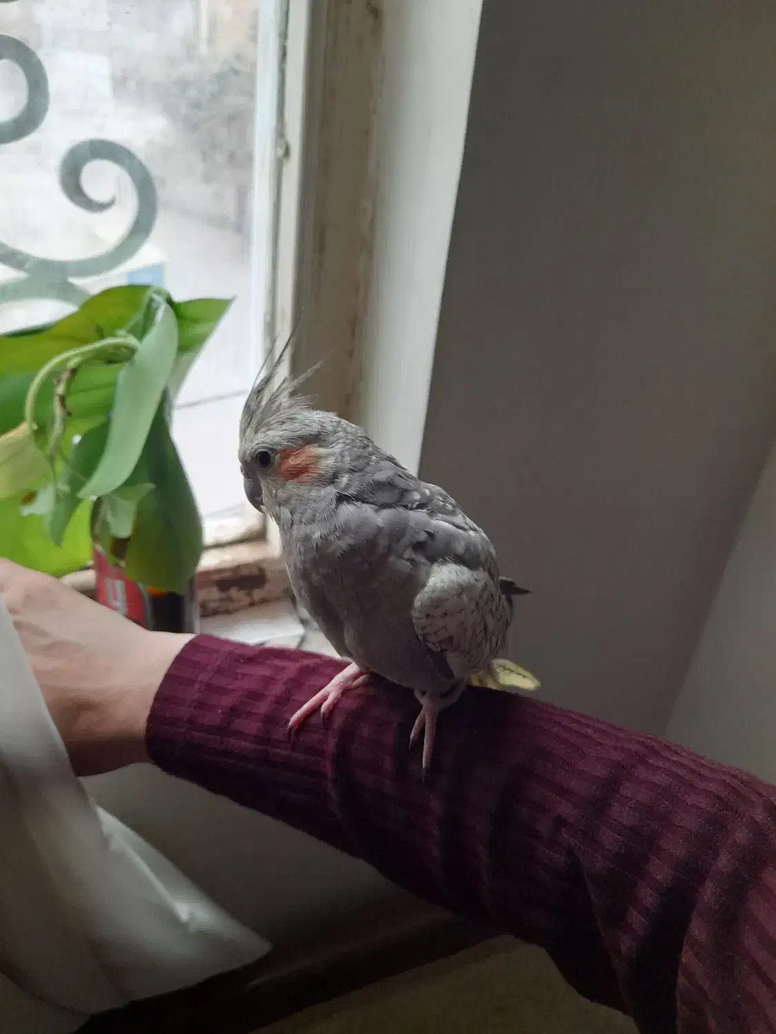 عروس هلندی نربسیار دستی|پرنده|کرج, شهرک فهمیده|دیوار