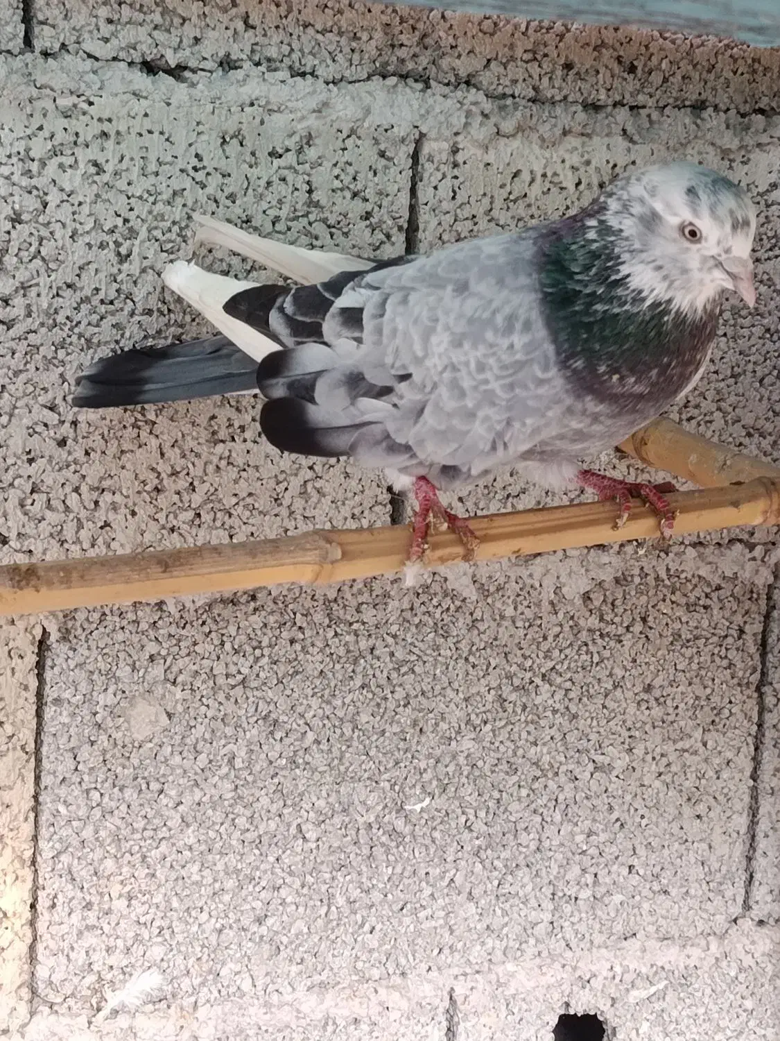 کبوتر پرشی|پرنده|گوراب زرمیخ, |دیوار