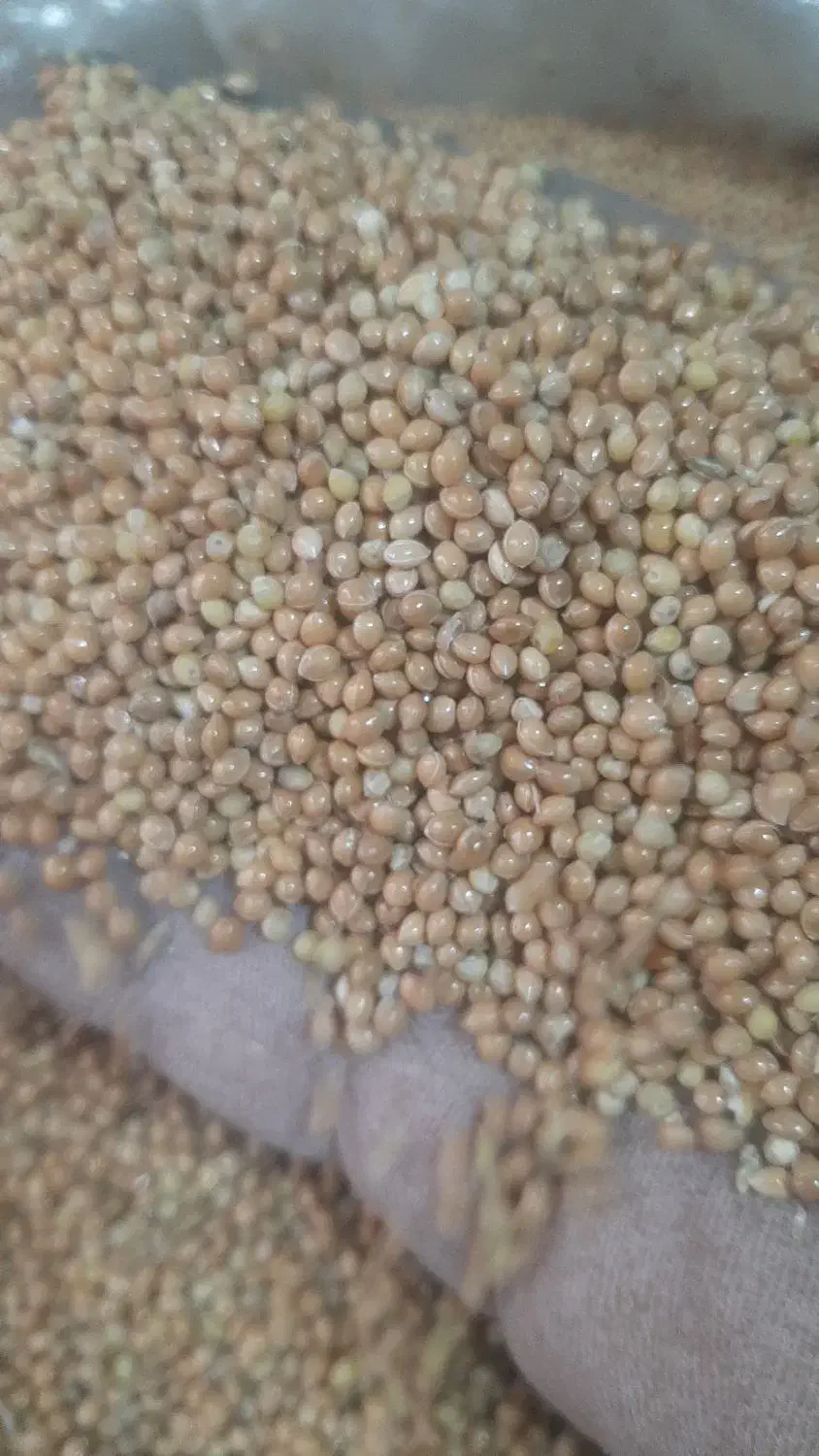 ارزن درشت بوجاری|لوازم جانبی حیوانات|اصفهان, ارداجی|دیوار