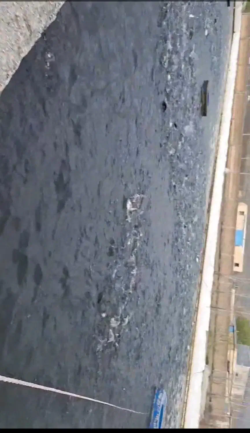 فروش بچه ماهی قزل آلا|ماهی|بروجرد, |دیوار