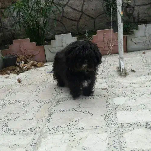 توله سگ شیتزو تریر|سگ|رشت, پل تالشان|دیوار