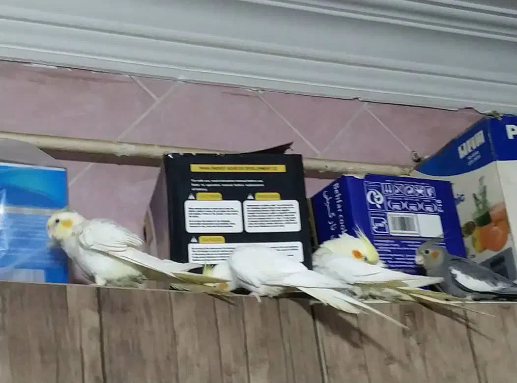 فروش عروس پاریس|پرنده|کارون, |دیوار