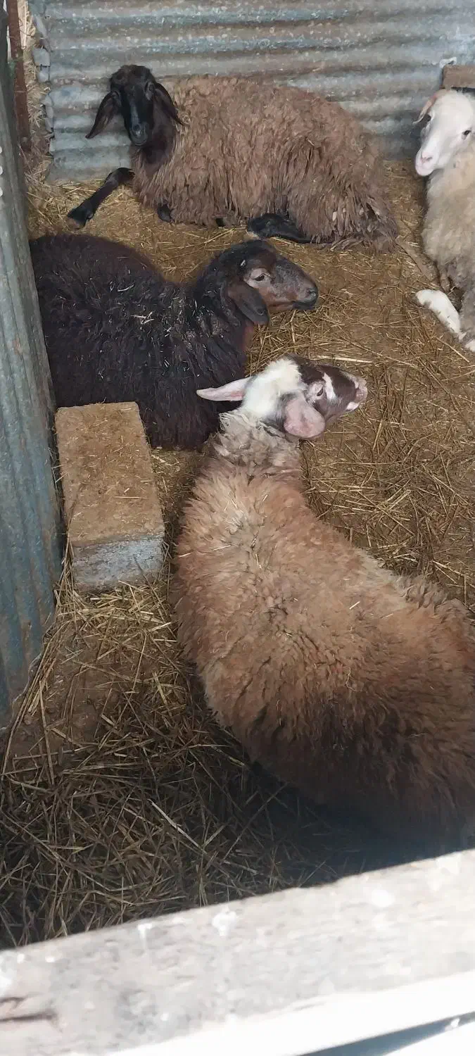 گوسفند|حیوانات مزرعه|فومن, |دیوار