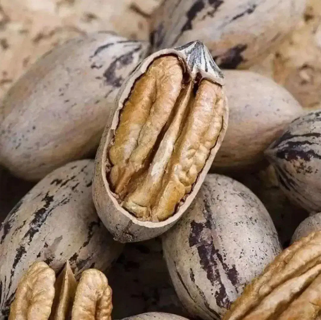 نهالستان گردو و ارقام متنوع میوه های پربار پالیز|خدمات باغبانی و درختکاری|ربط, |دیوار