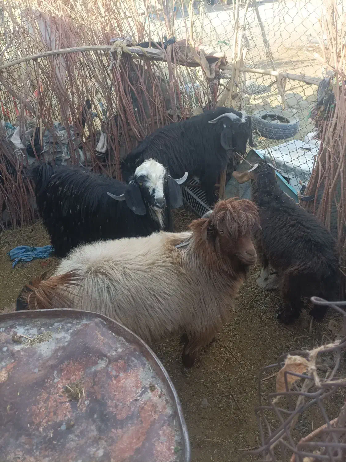 سلام|حیوانات مزرعه|زاهدان, |دیوار