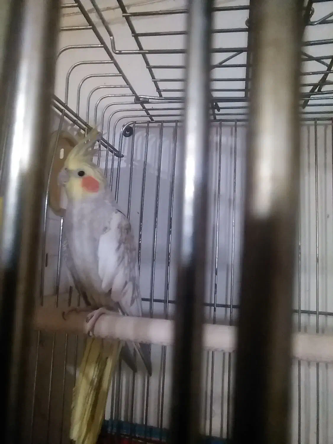 جفت عروس هلندی آهویی|پرنده|شیراز, شیخ علی چوپان|دیوار