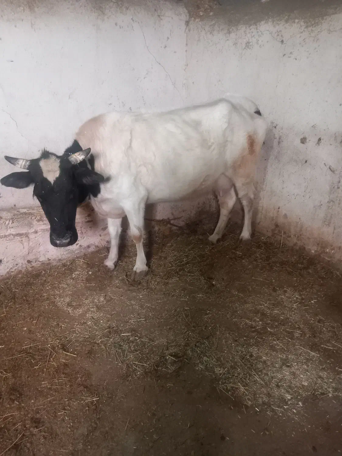 گاو|حیوانات مزرعه|نظر کهریزی, |دیوار