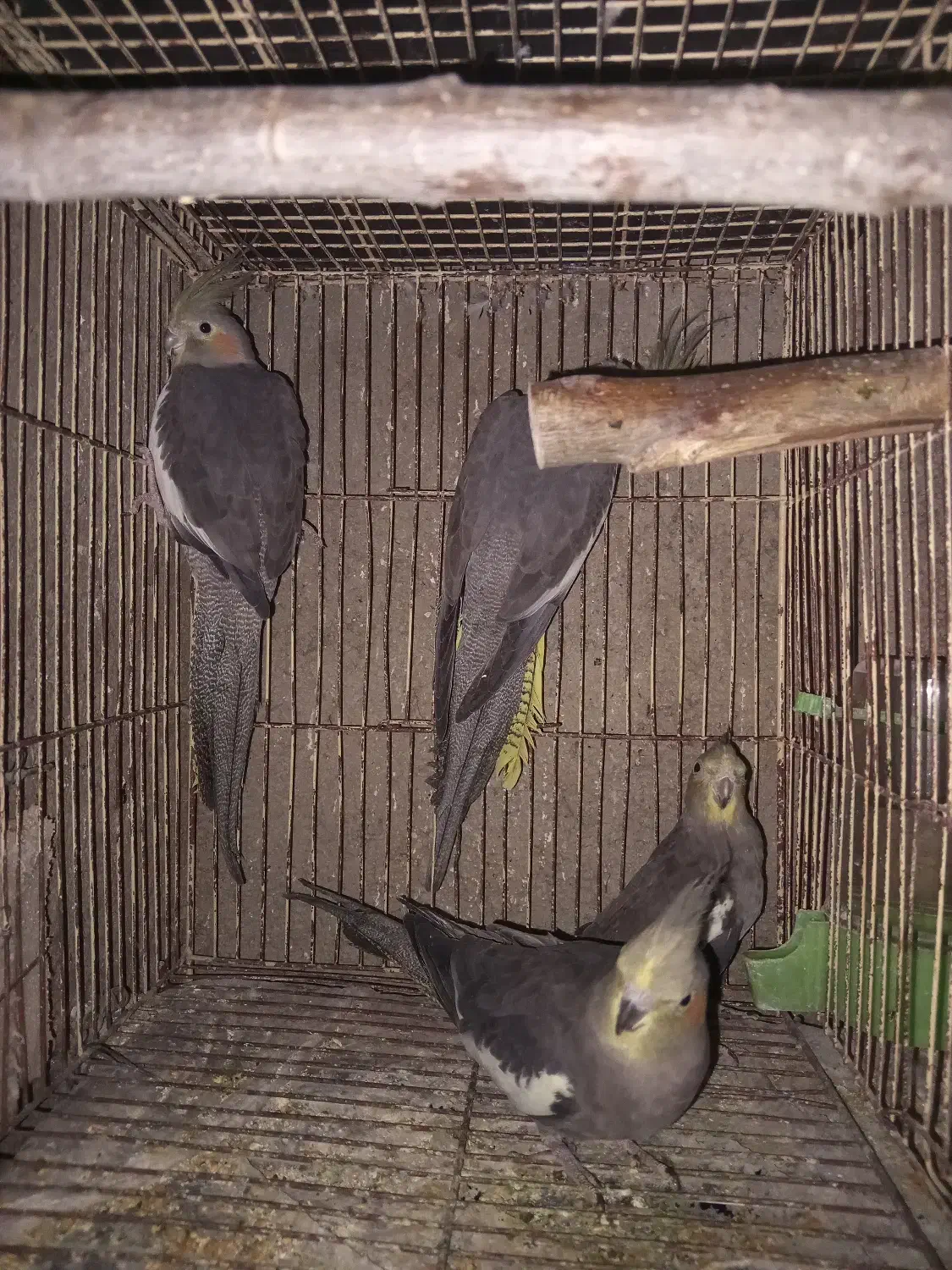 عروس هلندی ماده بالغ ۴تا|پرنده|گرگان, |دیوار