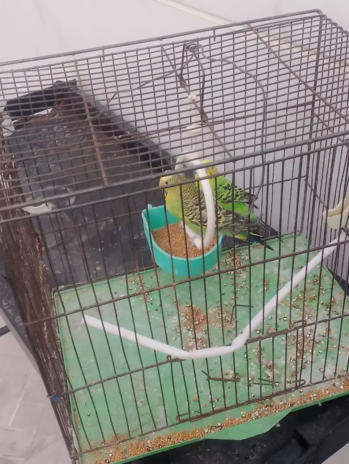 مرغ عشق مولد|پرنده|میانه, |دیوار