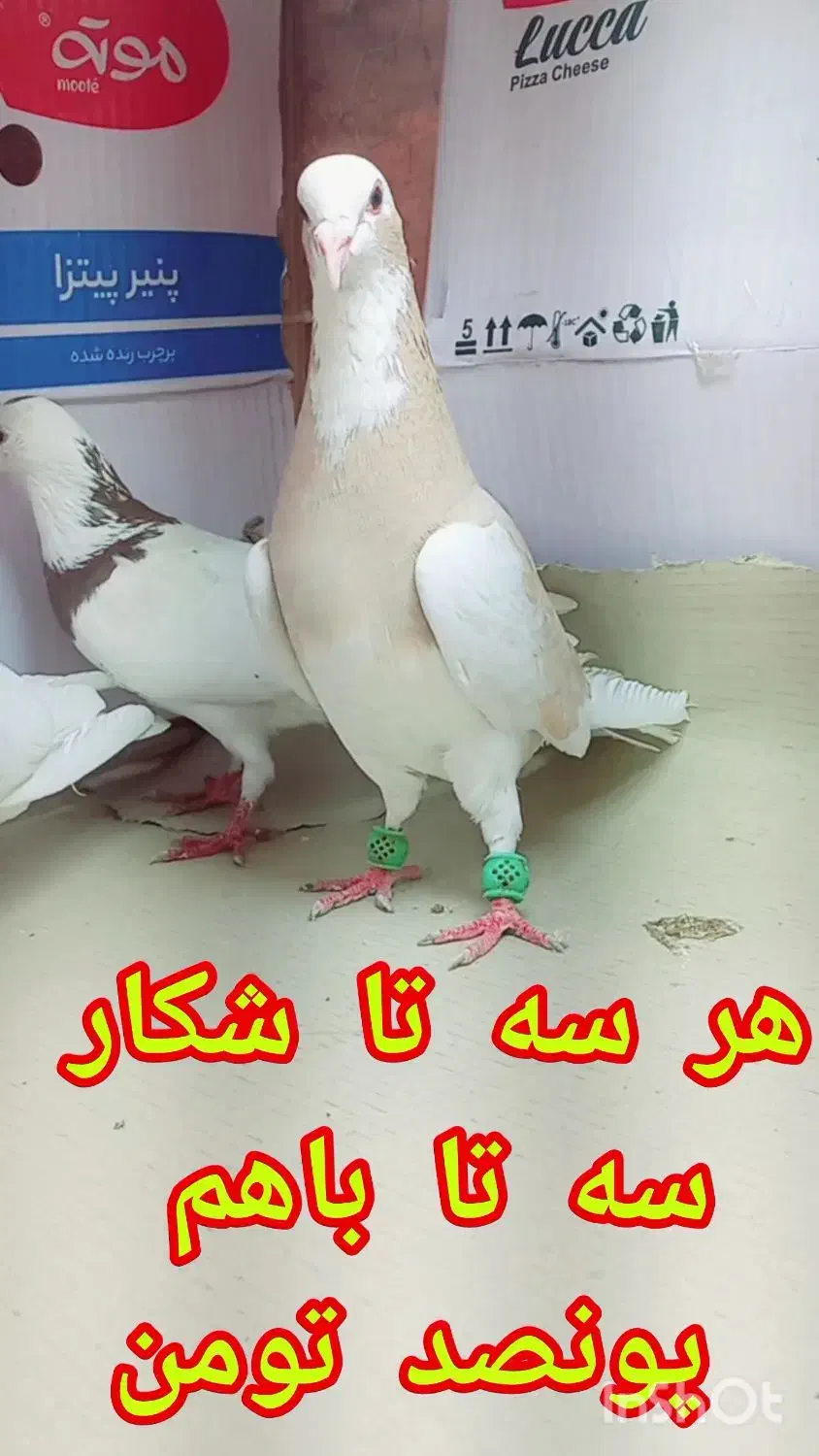 سه تا کفتر شکار روز|پرنده|گنبد کاووس, |دیوار