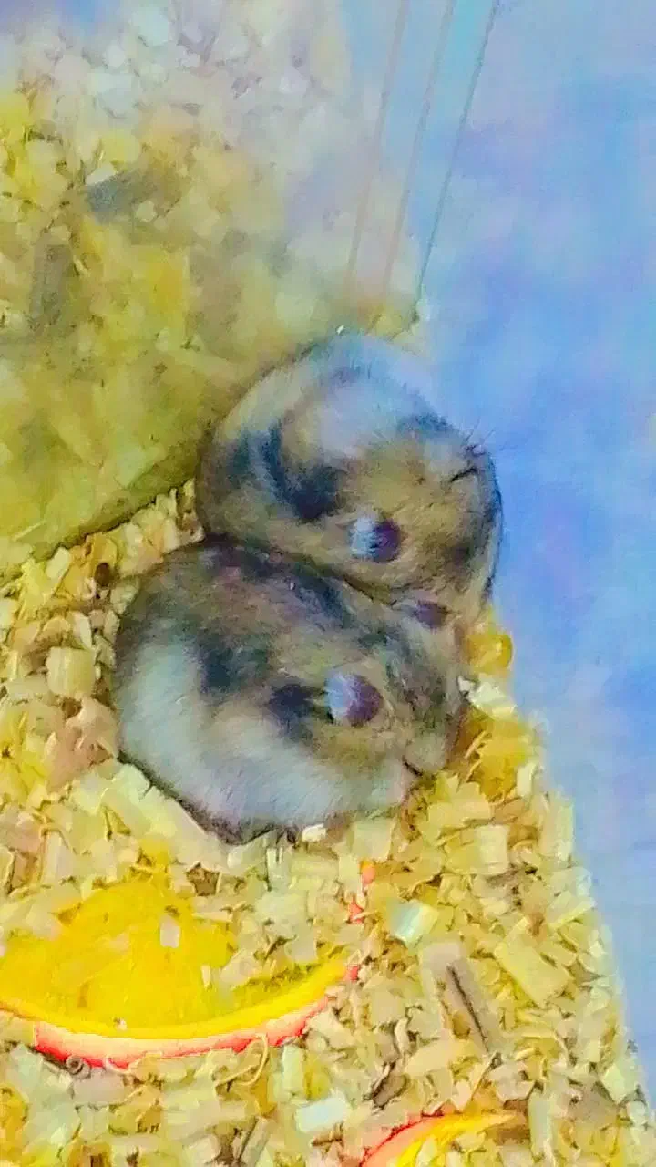 همستر کوتوله روسی|موش و خرگوش|سنندج, |دیوار