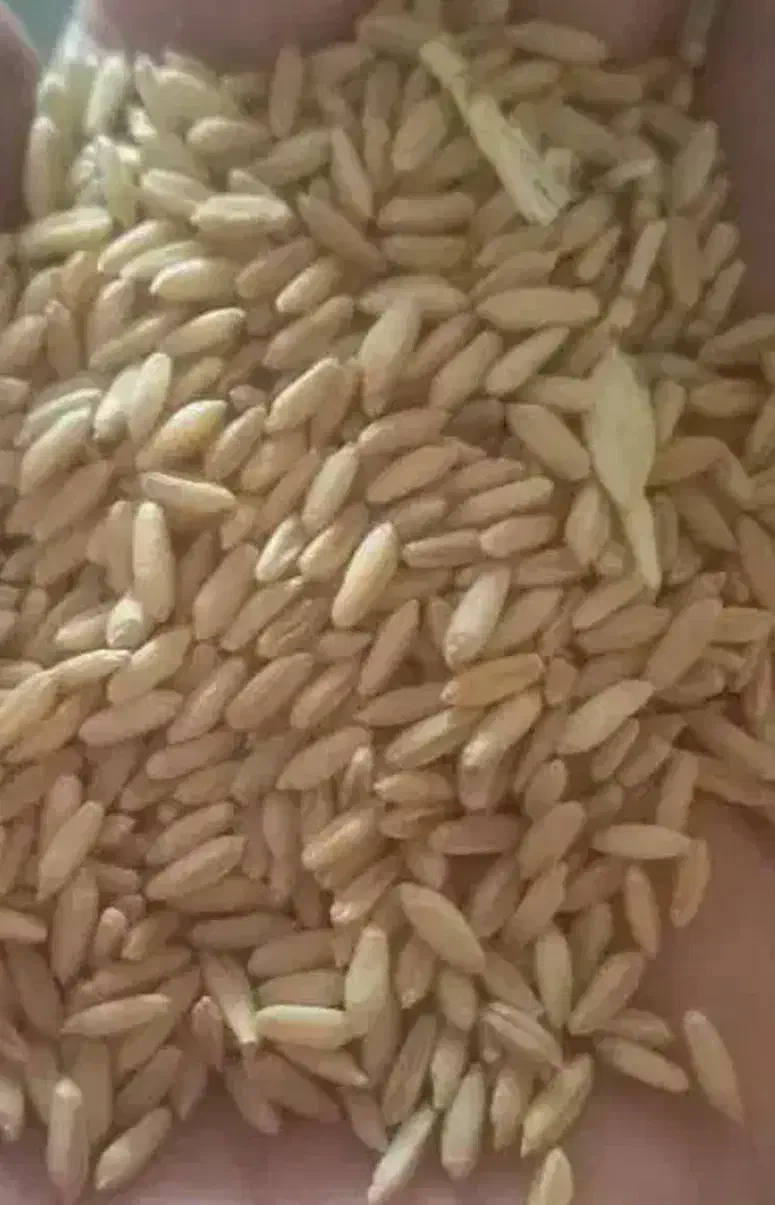 ۶۰۰ کیلو گندم دیم|خوردنی و آشامیدنی|شراء, |دیوار