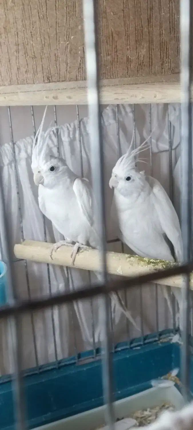 جفت عروس هلندی البینو|پرنده|تهران, عبدلآباد|دیوار