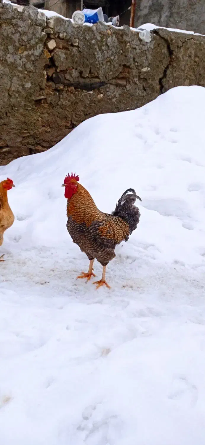 خروس|حیوانات مزرعه|خاو و میرآباد, |دیوار