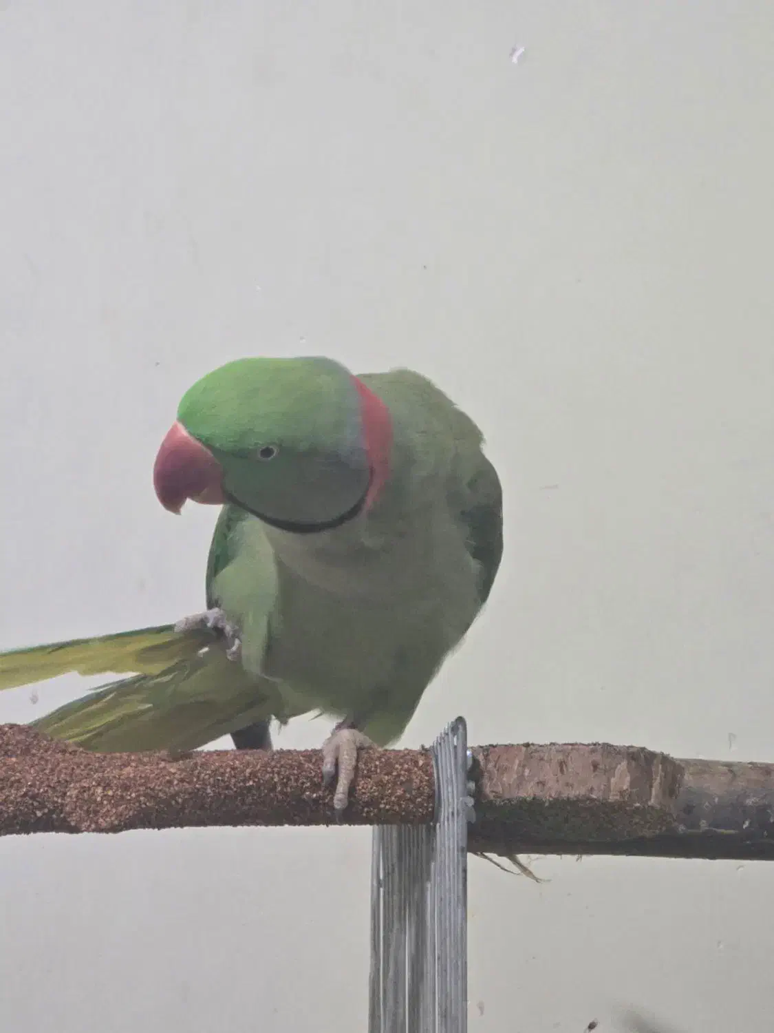 شاه طوطی|پرنده|شیراز, طلاب|دیوار