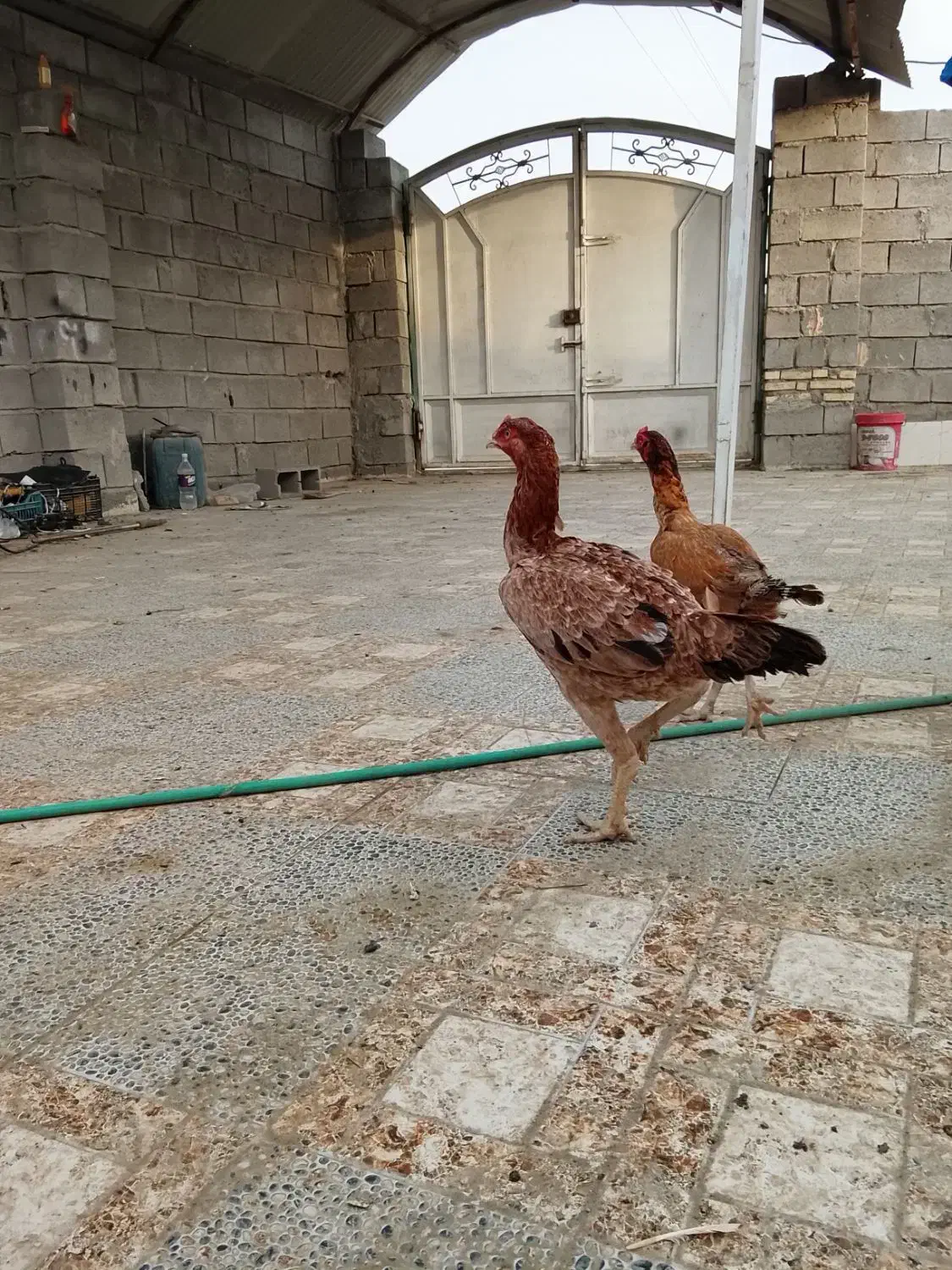 دوعدد ماده بسیار ذات بالا|حیوانات مزرعه|میناب, |دیوار