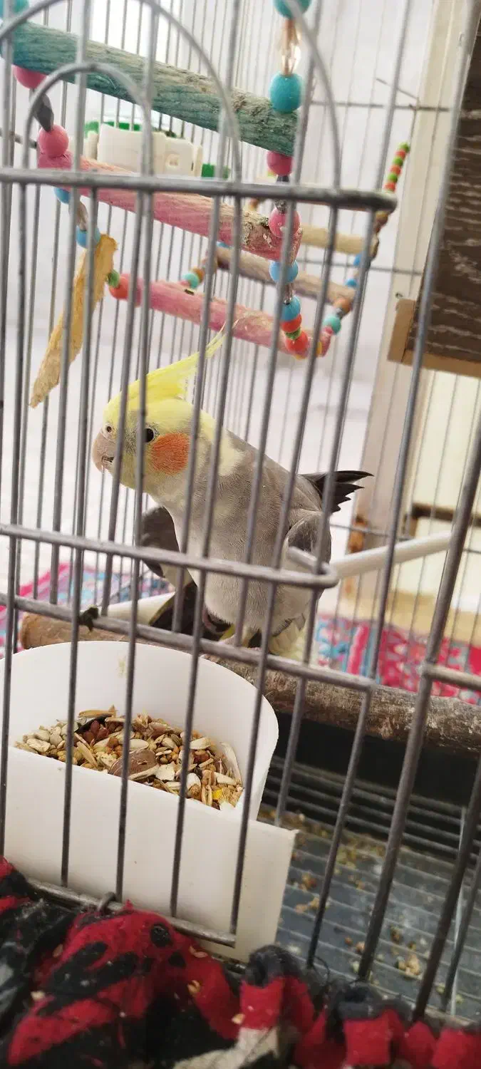 عروس هلندی|پرنده|رزن, |دیوار