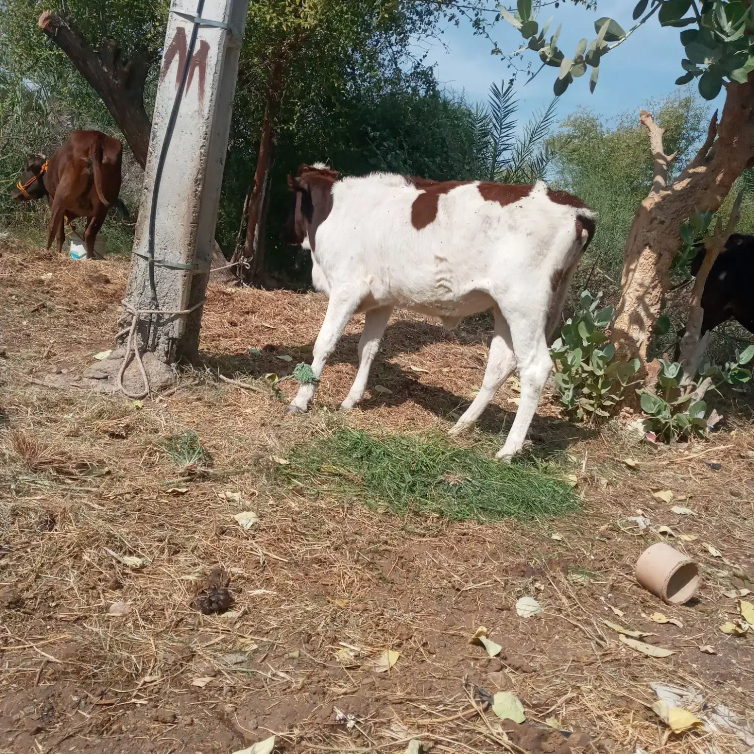 گوساله‌چاق‌گاو‌جنس‌خوب‌بازدید‌راونگ|حیوانات مزرعه|میناب, |دیوار