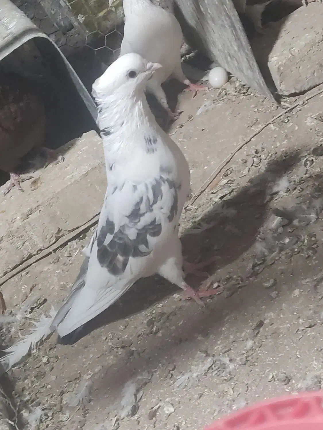 کفتر|پرنده|اردکان, |دیوار