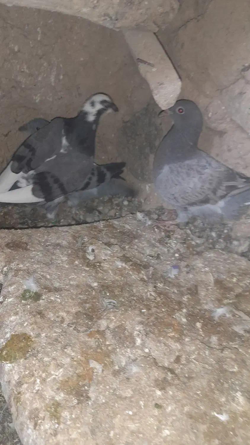 پلاکی اصیل|پرنده|دوتپه, |دیوار