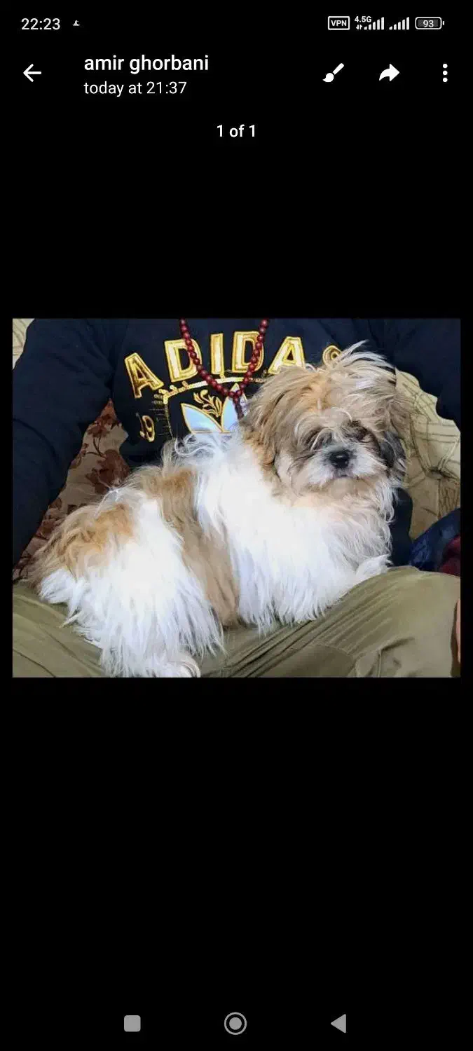 شیتزو سوپر فلت|سگ|کردکوی, |دیوار