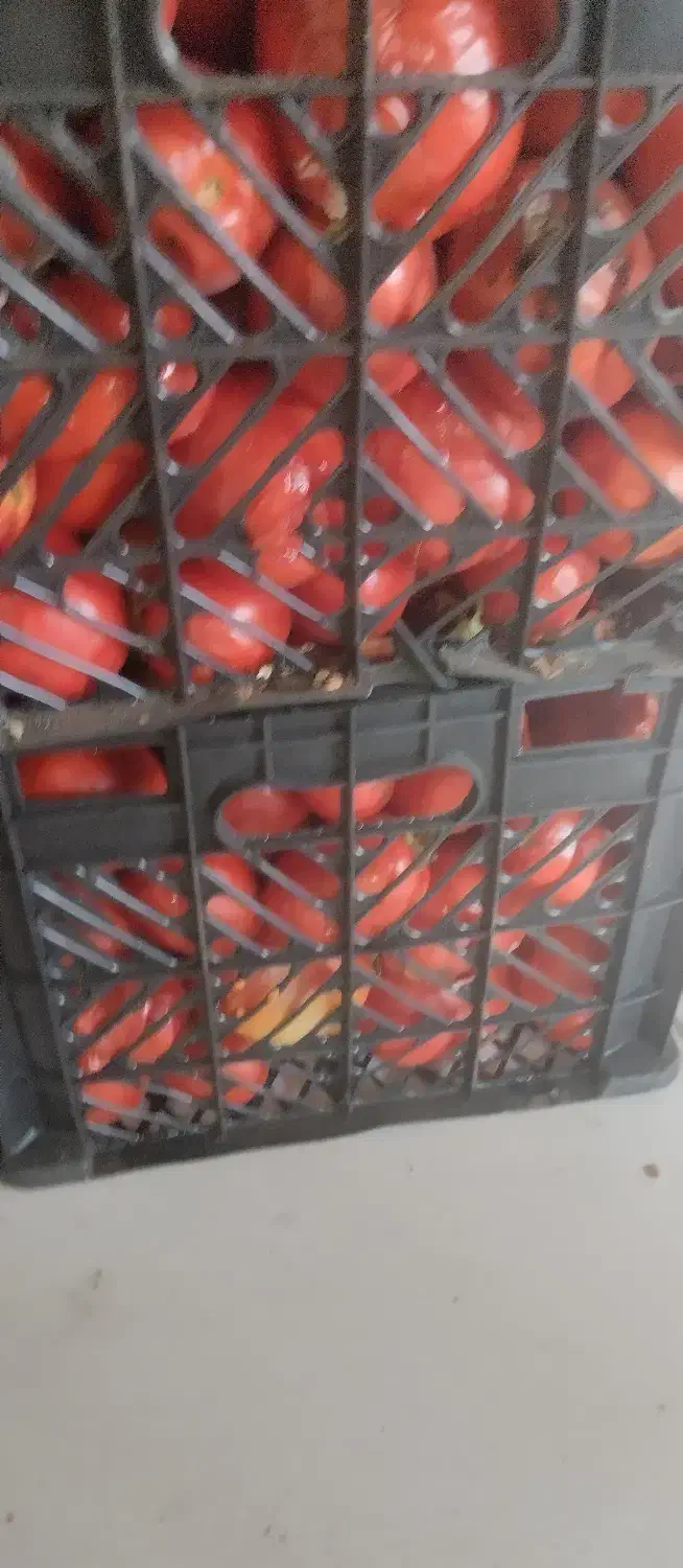 گوجه  ربی گوجه شیراز|عمدهفروشی|بیرجند, |دیوار