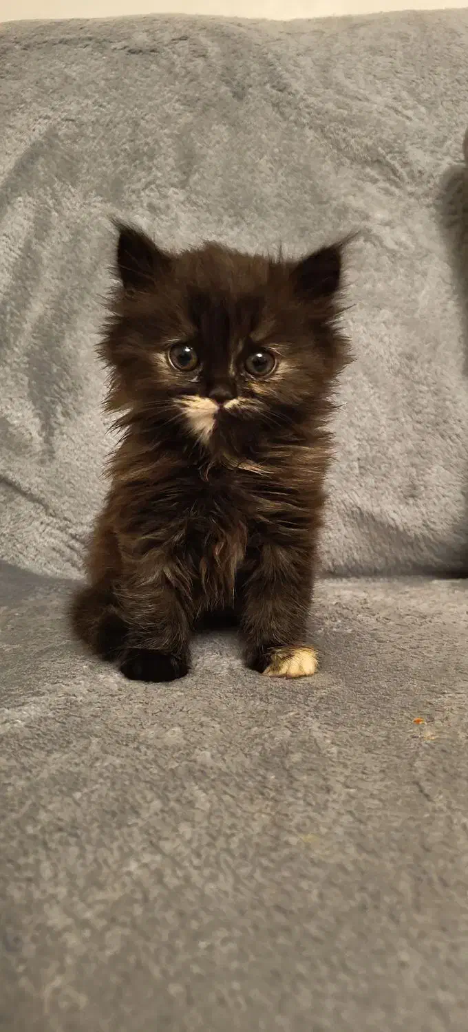 گربه پرشین اصیل یالدار|گربه|کرج, فاز ۱ مهرشهر|دیوار