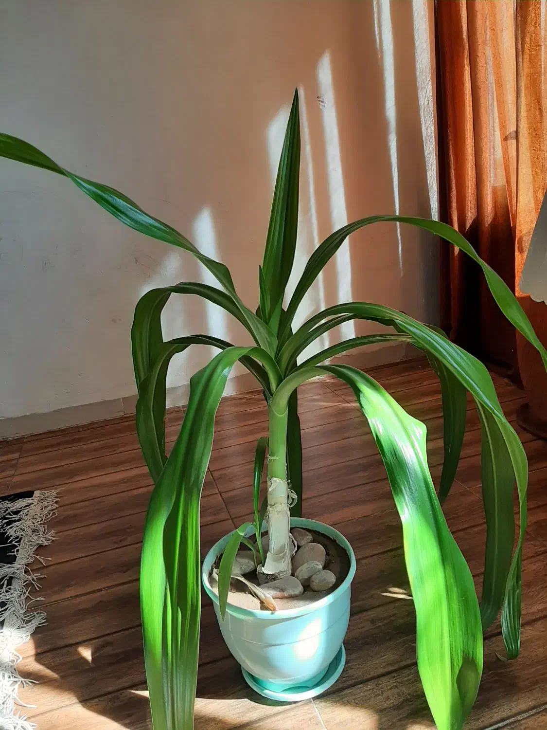 گل برگ موزی|گل و گیاه طبیعی|کرمان, |دیوار