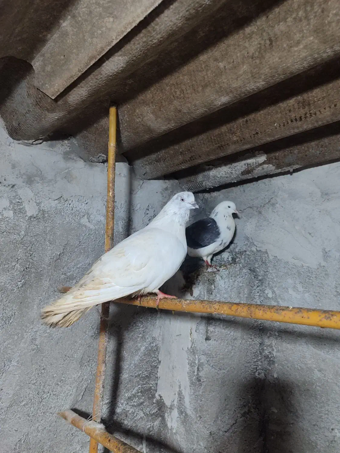 کبوتر طوقی و پرشی|پرنده|آمل, |دیوار